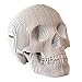 Cardboard Safari Recycled Cardboard Skull 3D Model, Large Vince White
