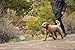 RUFFWEAR - Front Range, Everyday No Pull Dog Harness with Front Clip, Trail Running, Walking, Hiking, All-Day Wear, Campfire Orange, Large/X-Large