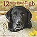 12 Uses for a Lab 2020 Wall Calendar (Dog Breed Calendar) by 