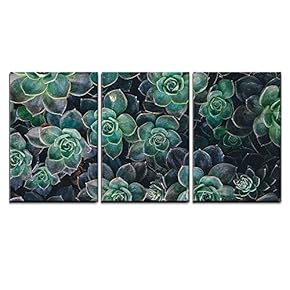3 Piece Canvas Wall Art - Closeup of Succulents - Modern Home Art Stretched and Framed Ready to Hang - 16"x24"x3 Panels
