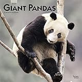 Giant Pandas 2020 12 x 12 Inch Monthly Square Wall Calendar, Wildlife Zoo Animals Bears (English, Fr by