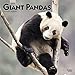 Giant Pandas 2020 12 x 12 Inch Monthly Square Wall Calendar, Wildlife Zoo Animals Bears (English, Fr by