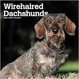 german wirehaired dachshund