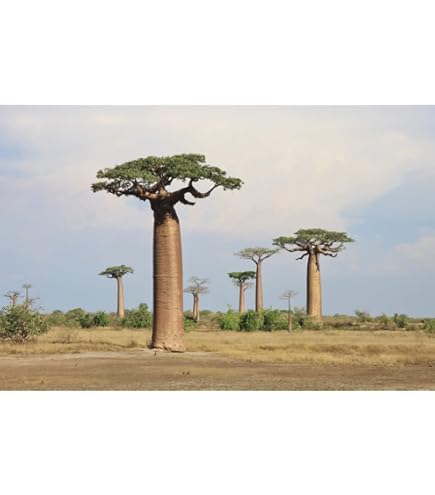 Amazon.com : Bonsai Tree Starter Seedling Live Caudex Plant