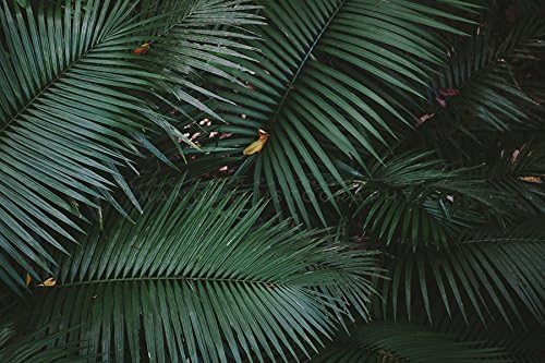 Rainforest Photography, Tropical Photography, Botanical Print, Tropical Foliage, Daintree Rainforest, Australia Photography, Travel Photography