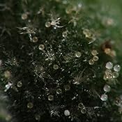 Amazon.com : Adorama Budget Macro Focusing Rail Set with 4