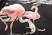 SSLR Mens Hawaiian Shirt Flamingos Casual Short Sleeve Aloha Shirt (Medium, Black)