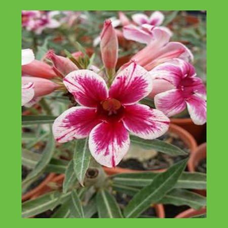 Desert Rose Adenium Obesum Seeds Flower White Small Beautiful Dark red and White Rose Petals Mixed Desert Potted Garden Courtyard Terrace True Seed 1PCS 100%