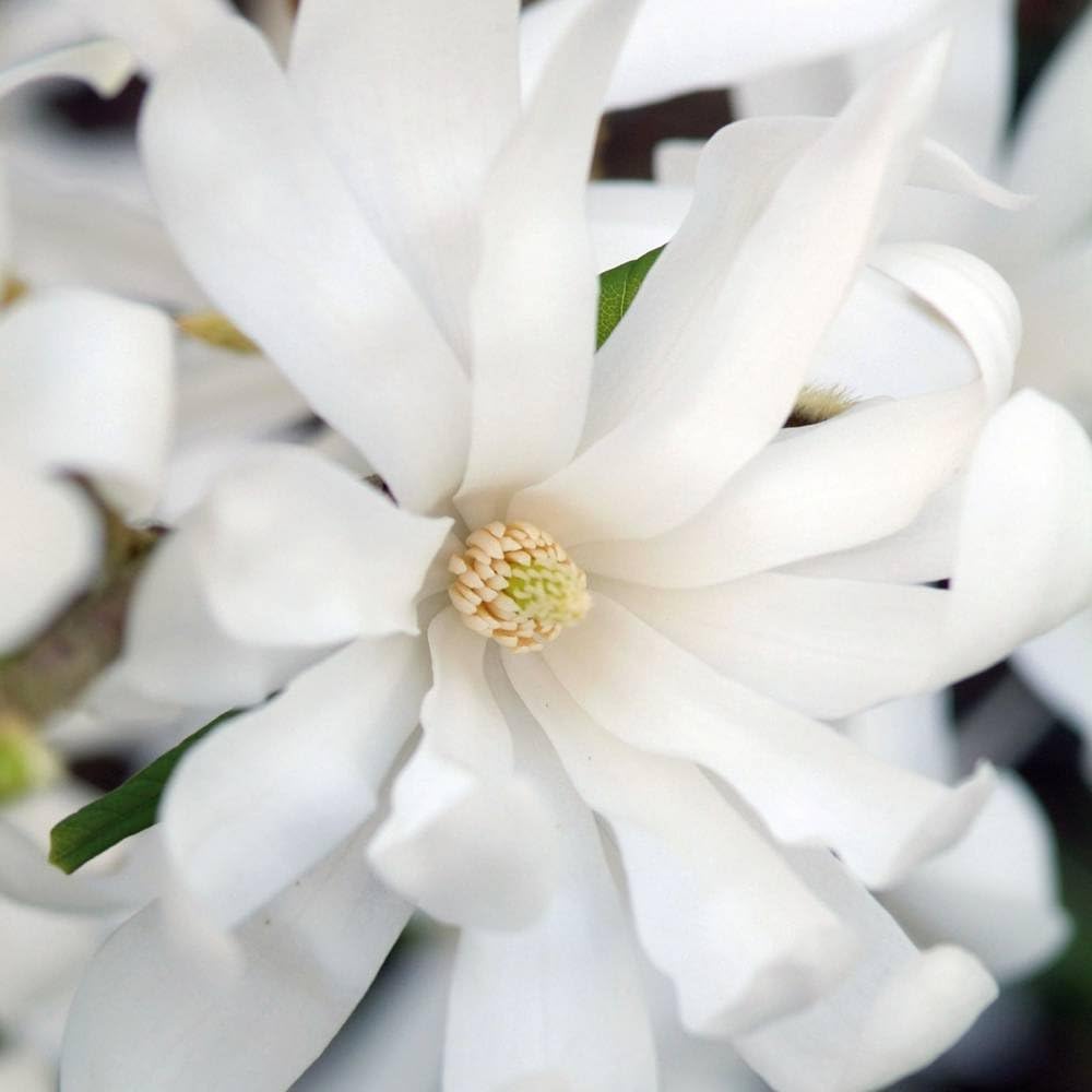 Magnolia stellata 1 shrub Amazon.co.uk Garden & Outdoors