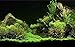 Anleo Artificial Aquarium Ornament Aquatic Grass Lawn Turf/Underwater Plastic Green Plant for Home Office Saltwater Freshwater Tropical Fish Tank Decorations