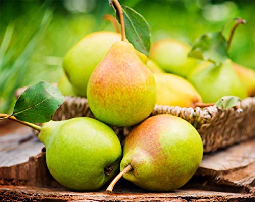 Organic Pears, 8 Ounces - California Sun-Dried Pear Halves, Non-GMO, Unsulfured, Unsweetened, Non-Infused, Non-Oil Added, Non-Irradiated, Vegan, Raw, Bulk - Thumbnail 7