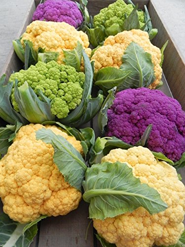 Cauliflower seeds - Graffiti Cauliflower - flashy purple heads. 20 Seeds !