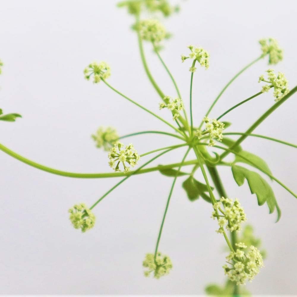 Amazon Co Jp ハーブ 苗 イタリアンパセリ 3号ポット苗 ホーム キッチン