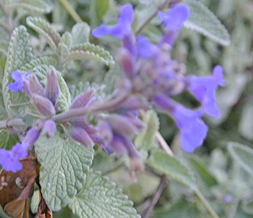 Nepeta 'Mussinii' 15cm Pot Size