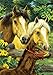Toland Home Garden 119475 Horse Family Horse Flag 12x18 Inch Double Sided Horse Garden Flag for Outdoor House Farm Flag Yard Decoration