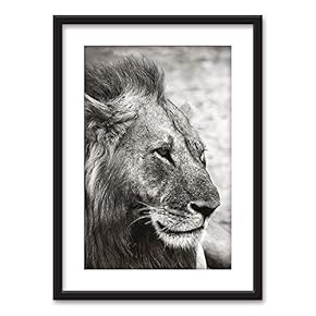 Framed Wall Art - Male Lion in Black White - Black Picture Frames White Matting - 23x31 inches