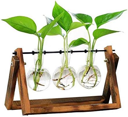 KINGSUNG Desktop Glass Planter- Vintage Transparent Hydroponic Plant Vase Wooden Stand Glass Terrarium Container DIY Tabletop Scindapsus Flower Pot for Home Office Wedding Decoration Gifts