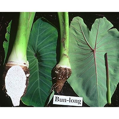 Bun Long Woo~ Chinese Taro UH#005 Edible Colocasia Togo | Ubuy