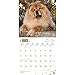 Chow Chows 2018 12 x 12 Inch Monthly Square Wall Calendar, Animals Dog Breeds
