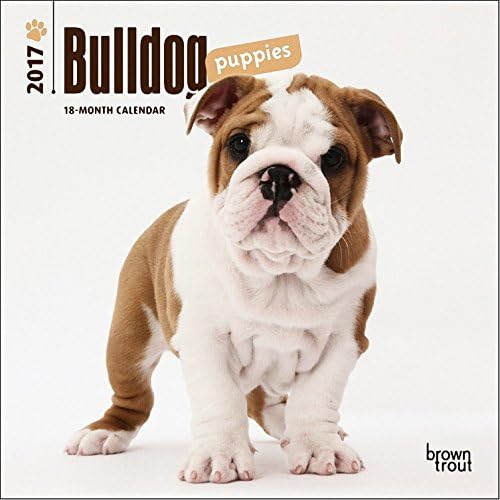 Bulldog Puppies Mini Calendar 2017 - Deluxe Small Wall Calendar (7x7)