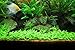 Aquarium Plants Factory Staurogyne Repens Freshwater Live Aquarium Plants BUY2GET1FREE