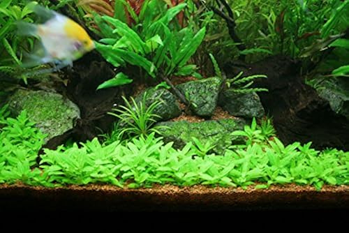 Aquarium Plants Factory | Staurogyne Repens | Buy 2 GET 1 Free in Kenya |  Whizz