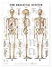 The Skeletal System Anatomical Chart