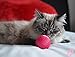 Pet Qwerks Cat Babble Ball with Catnip Infused, Interactive Cat Toy X-Small