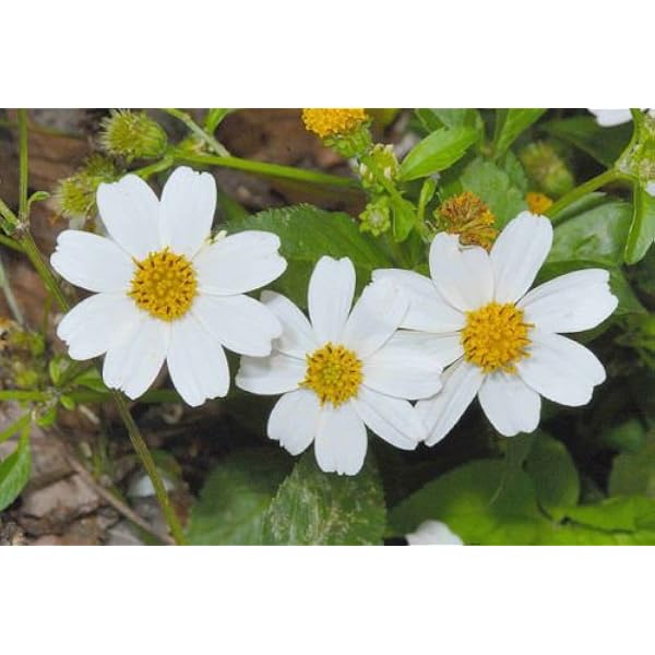 Amazon Com Garden Outdoor