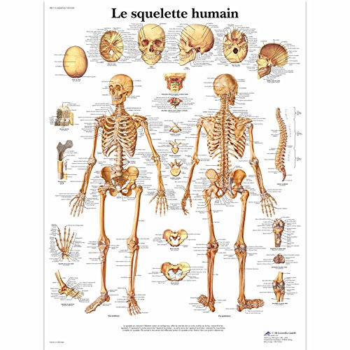 3B Scientific – Laminated Peripheral Nervous System Chart – UV & Dust-Protected Anatomy Poster for Study, Teaching & Clinics