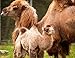 100% 4 Ply Baby Camel Hair Light Brown Natural Yarn 100 gram Skein VERY SOFT