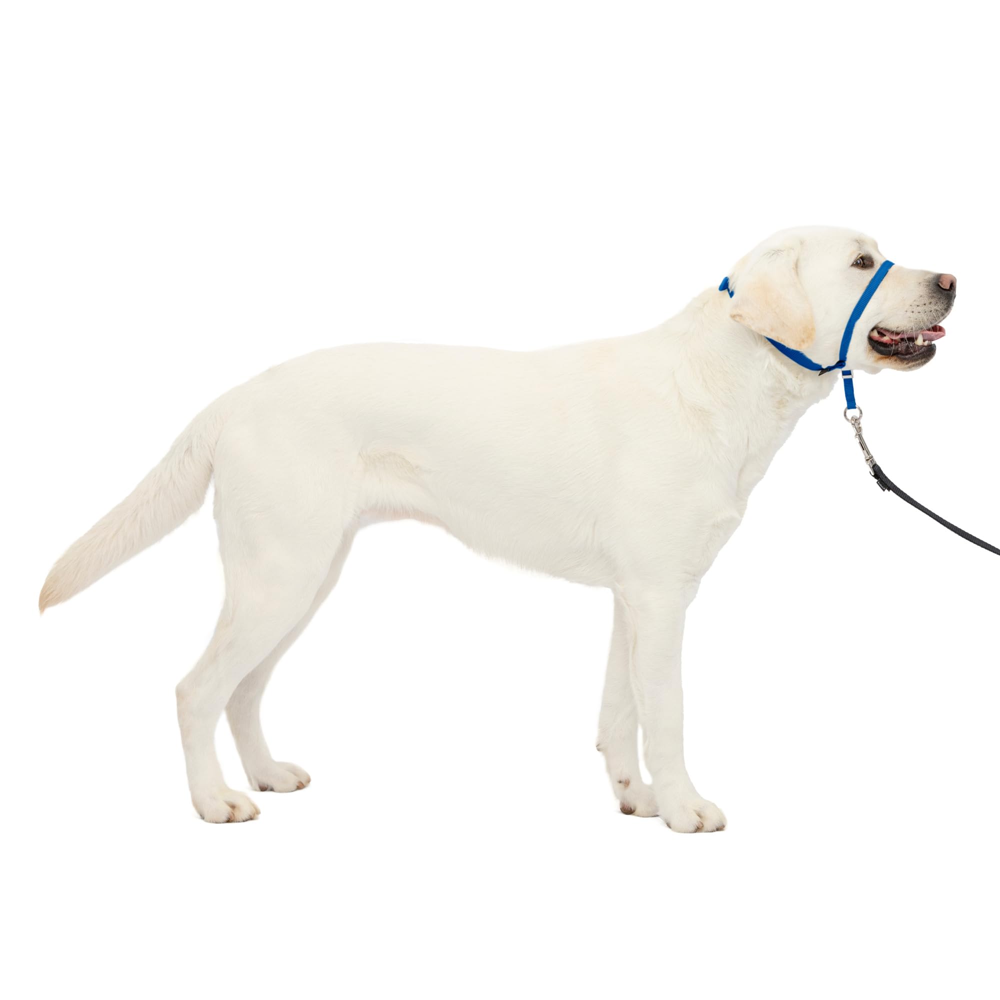 PetSafe Gentle Leader Headcollar, Large, Royal Blue