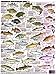 Fishermans Freshwater Fish Chart #8