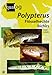 AQUALOG: Polypterus - Bichirs (English and German Edition) by 