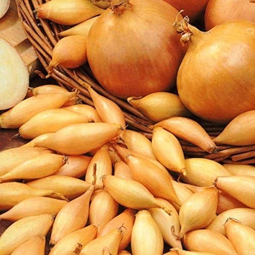 Viridis Hortus - Onion Sets - Stuttgarter - 1000g's (APPROX 370-400 QUALITY SETS) Vegetable Bulbs