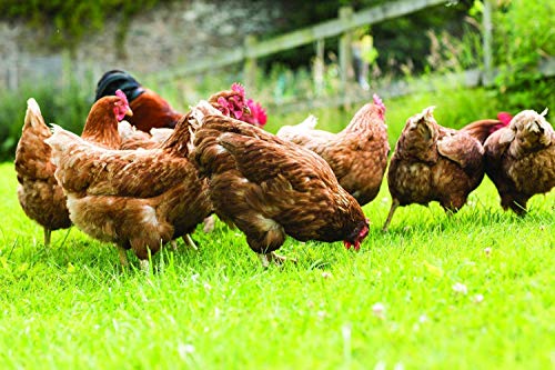 Nature's Seed Mid-West/Mid-Atlantic Poultry Pasture Blend, 500 sq. ft.
