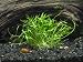 Micro Sword Plant – Live Aquarium Plants by Aquatic Arts
