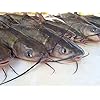 Catfish-Bubble-Gum-2-Pack