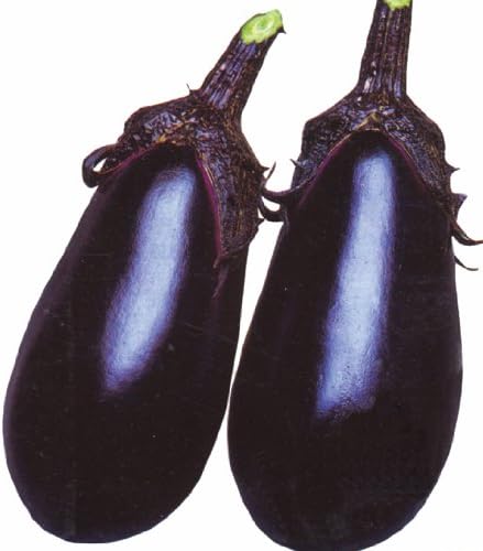 Amazon ナス 泉州絹皮水ナス 接木苗 4本セット 予約販売 4月日 4月24日出荷分 野菜