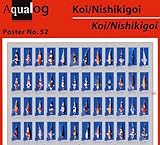 Aqualog Fold Poster: Koi - Nishikigoi