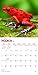 Frogs 2019 Calendar
