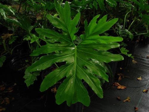 Philodendron selloum.Split Leaf Seeds