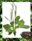 1500 Broadleaf Plantain Seeds - Cay Ma De