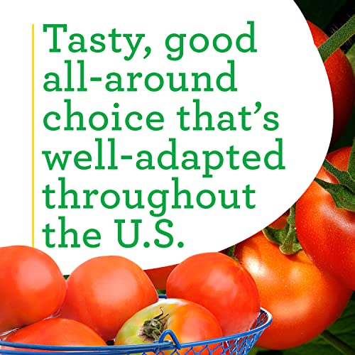 Bonnie Plants Celebrity Hybrid Tomato Live Vegetable Plants 4 Pack