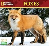 National Geographic Foxes 2019 Wall Calendar by 
