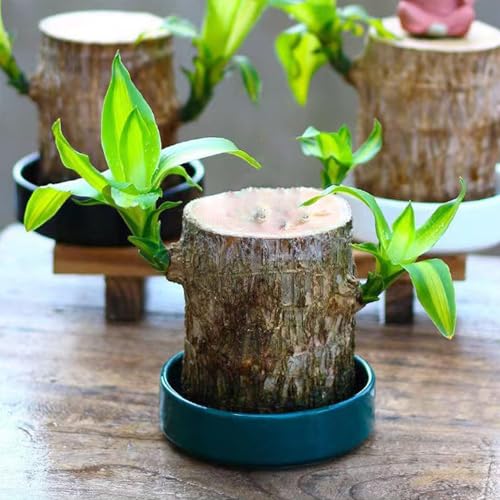 Brazilian Wood Plant, Brazilian Lucky Wood Plant, Brazilian Lucky Wood, Lucky  Brazil Wood Potted Plant, Mini Brazil Lucky Wood, Brazilian Wood, Indoor  Office Desktop Plant (D) in Saudi Arabia | Whizz Bamboo