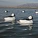 Avery Outdoors Hunting Gear Over-Size Buffleheads (1/2 Dozen)