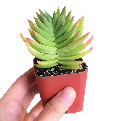 Crassula Capitella Red Pagoda Shark Tooth Plant Colorful Succulent (2'' + Plastic Pot)