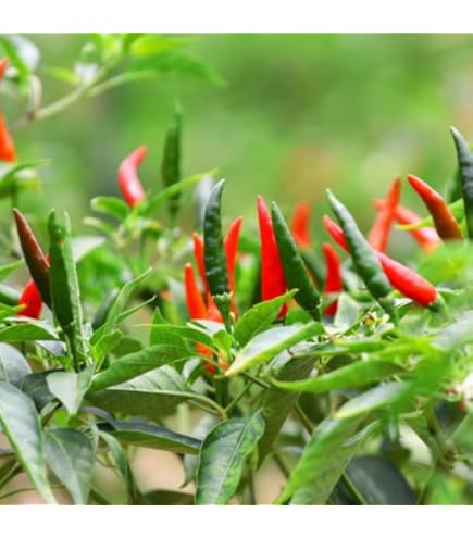 Amazon.com : Clovers Garden Tabasco Pepper Plants- Two (2) Live Plants –  Non-GMO - Not Seeds – Each 4