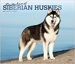 siberian husky in siberia